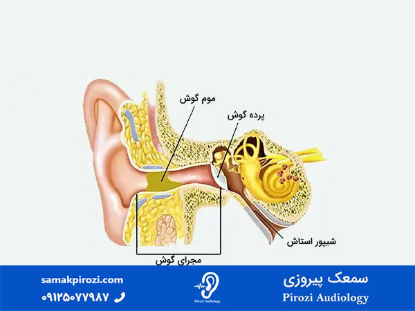 گوش خارجی (External ear)