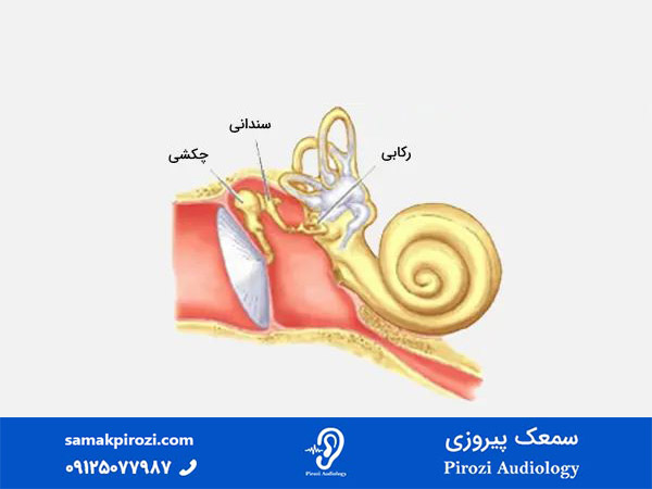 اجزای گوش میانی (Middle ear)