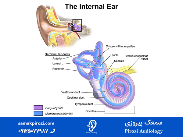  گوش داخلی (Inner ear)